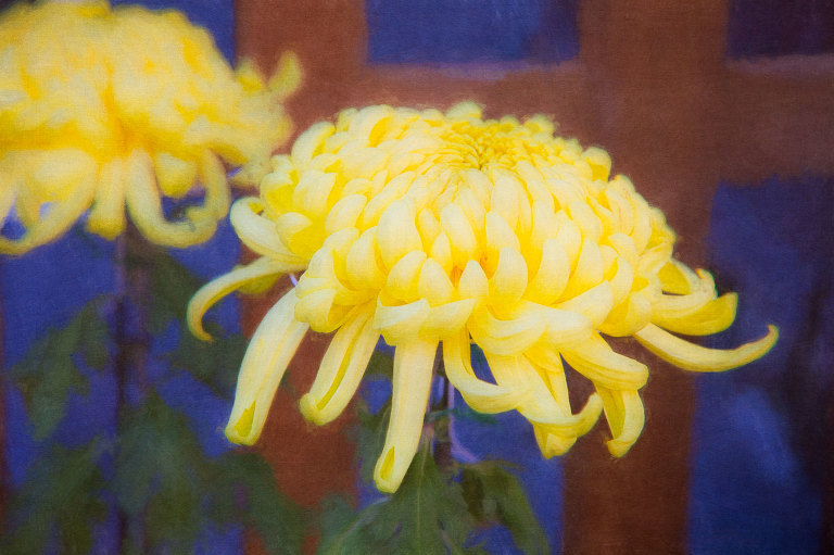 Two yellow chrysanthemums