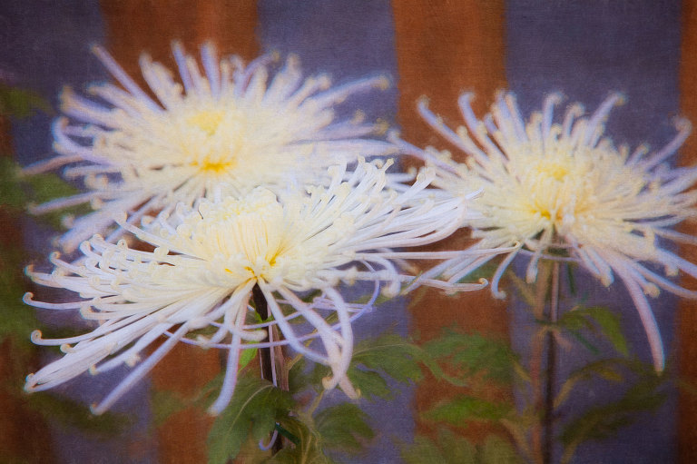 White chrysanthemum