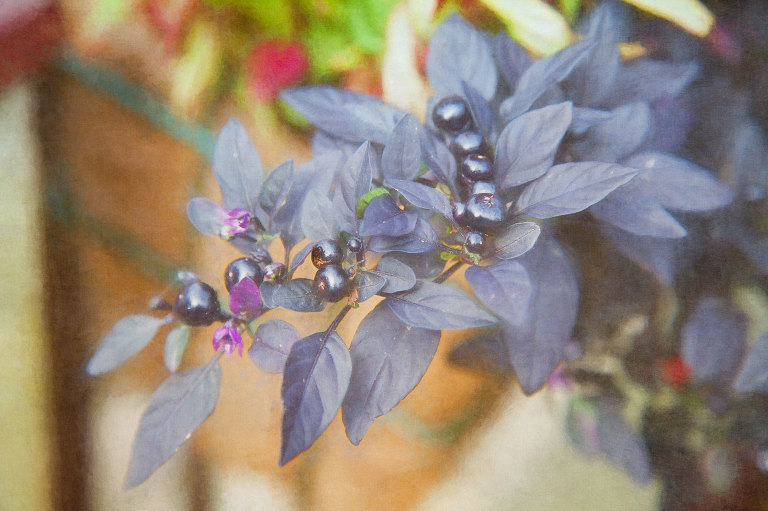Capsicum annuum - purple leaves and berries