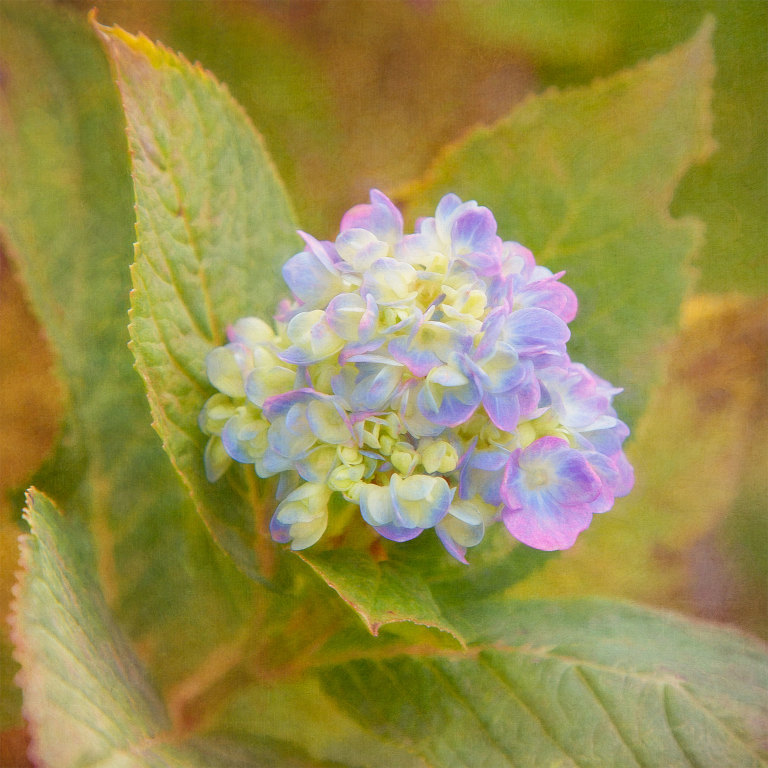 Autumn Hydrangea
