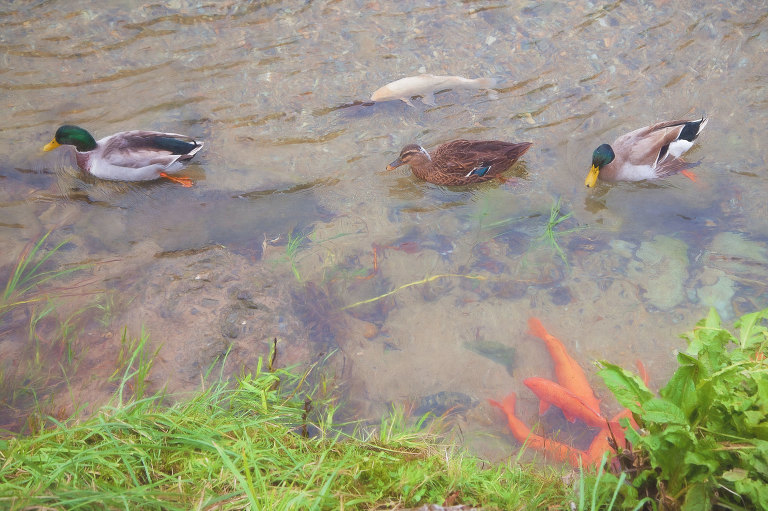 Ducks and Koi, Miyagawa River