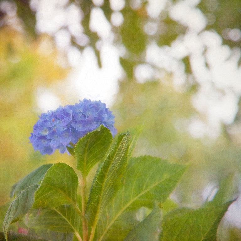 Hydrangea in Yagazaki Park