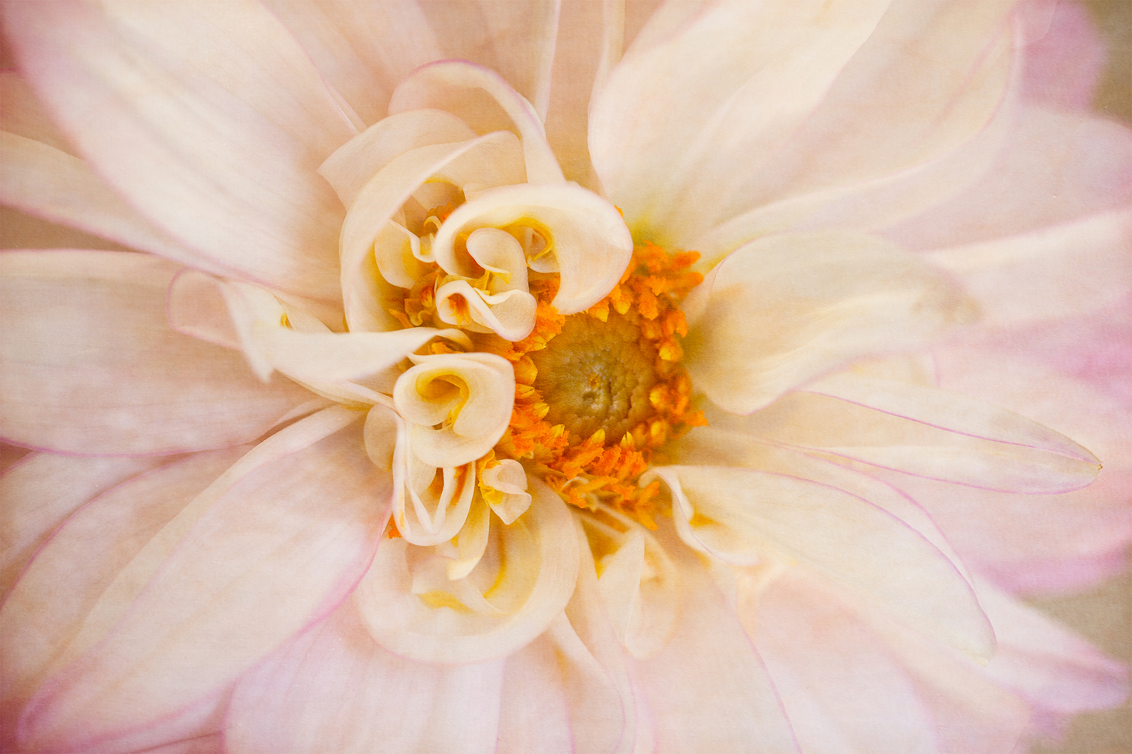 Dahlia flowers processed with textures